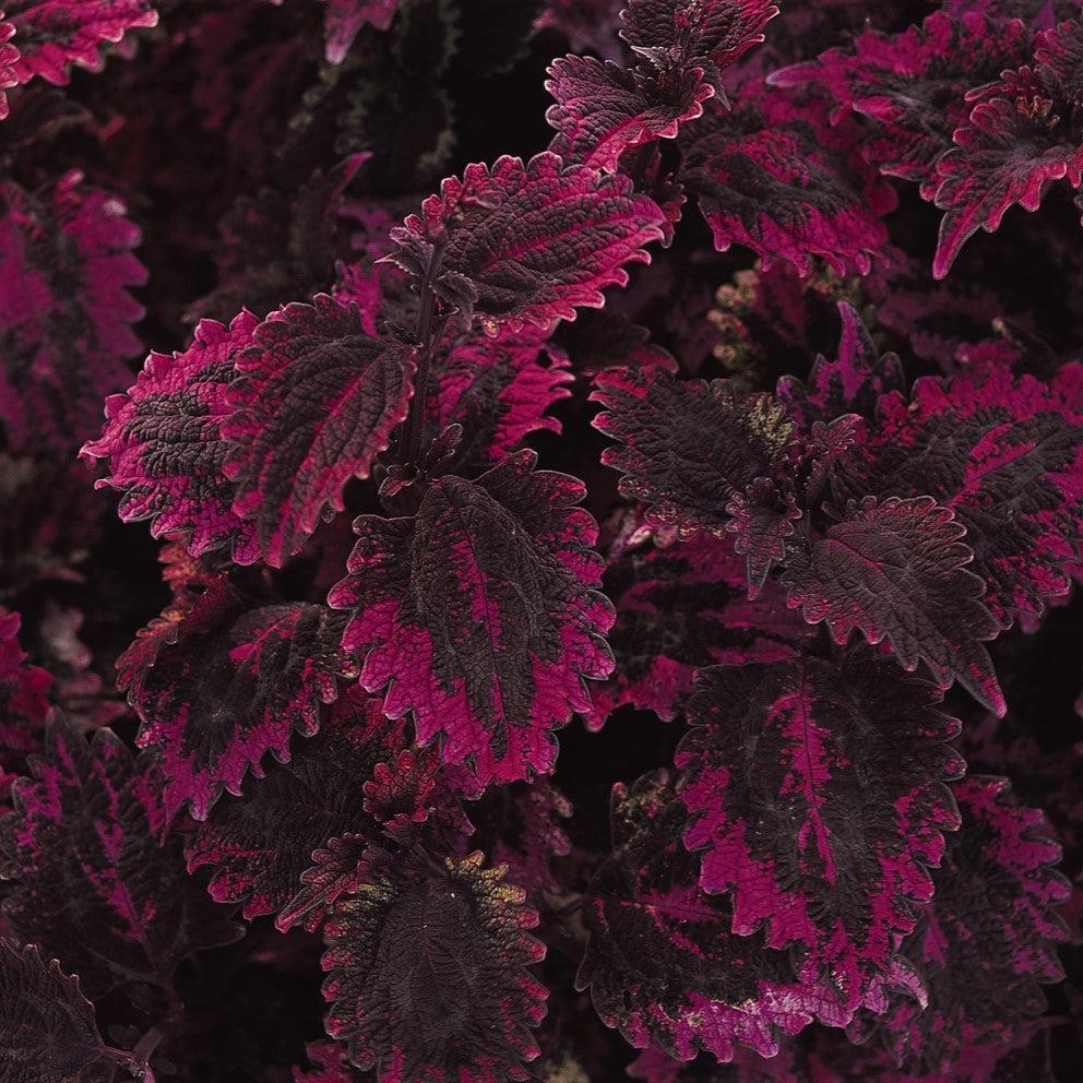 Solenostemon scutellarioides 'Florida Sun Rose' ~ Florida Sun Rose Coleus-ServeScape