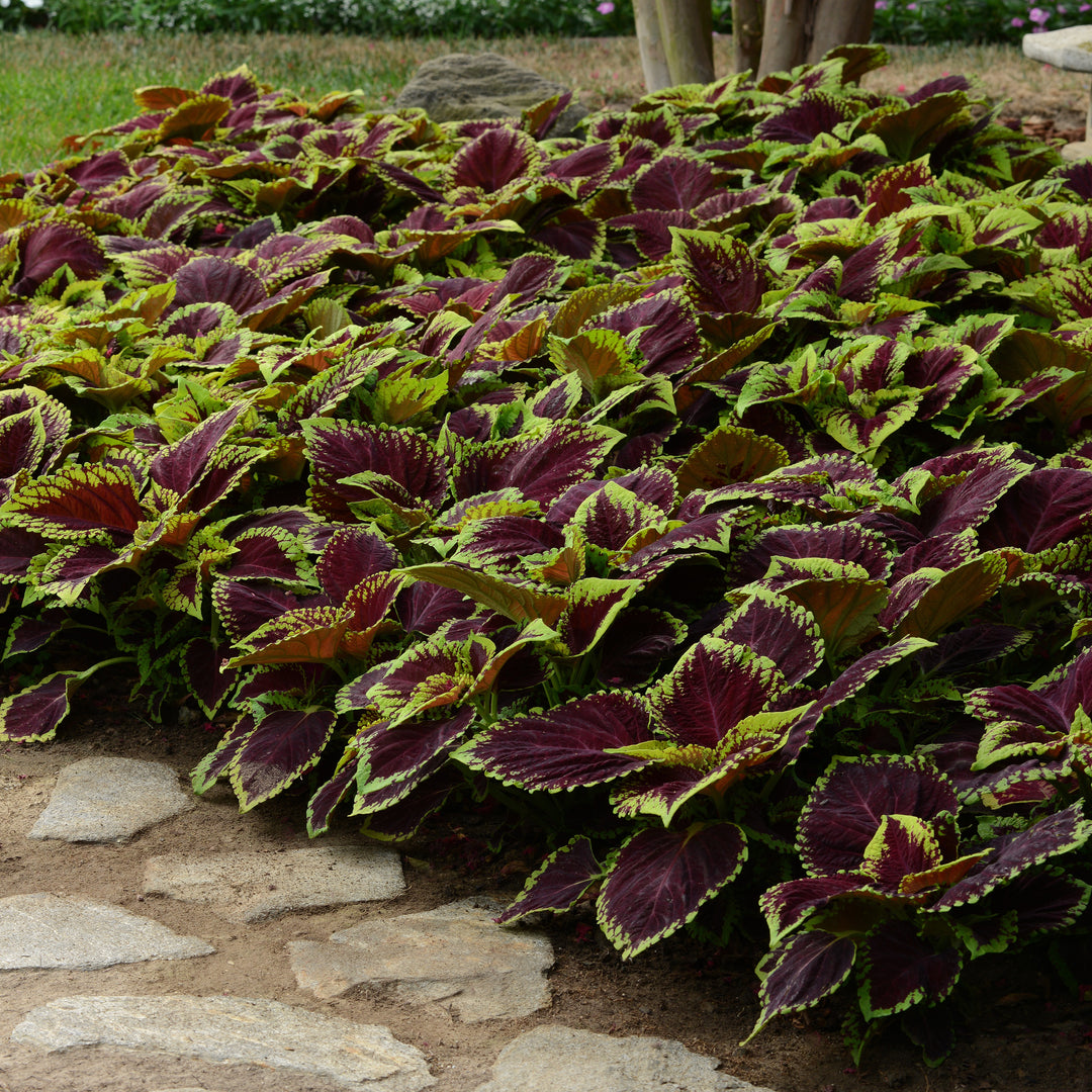 Solenostemon 'Kakegawa CE13' ~ Kong® Scarlet Coleus-ServeScape