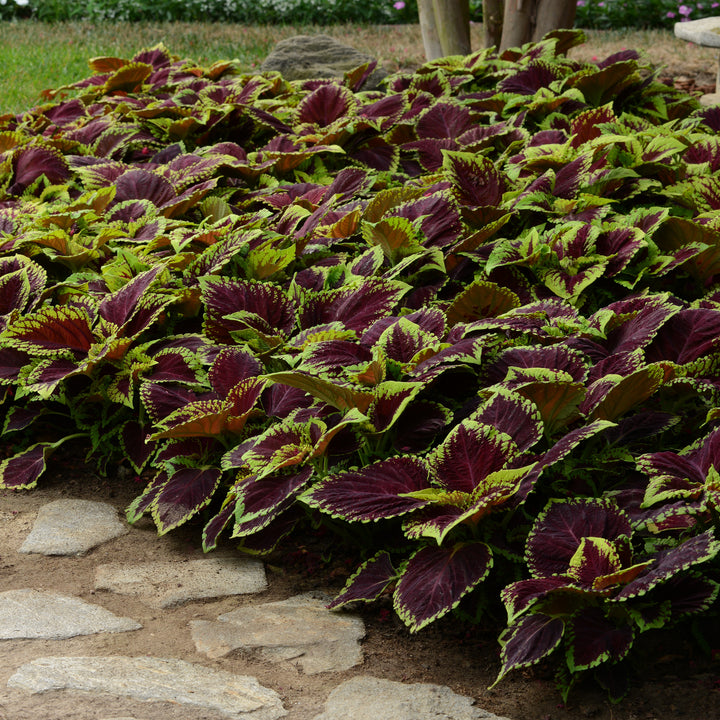 Solenostemon 'Kakegawa CE13' ~ Kong® Scarlet Coleus-ServeScape