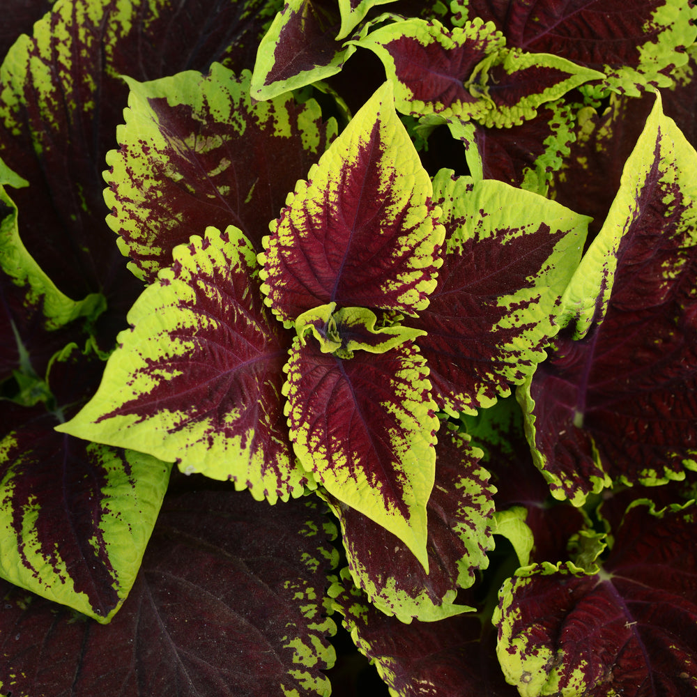 Solenostemon 'Kakegawa CE13' ~ Kong® Scarlet Coleus-ServeScape