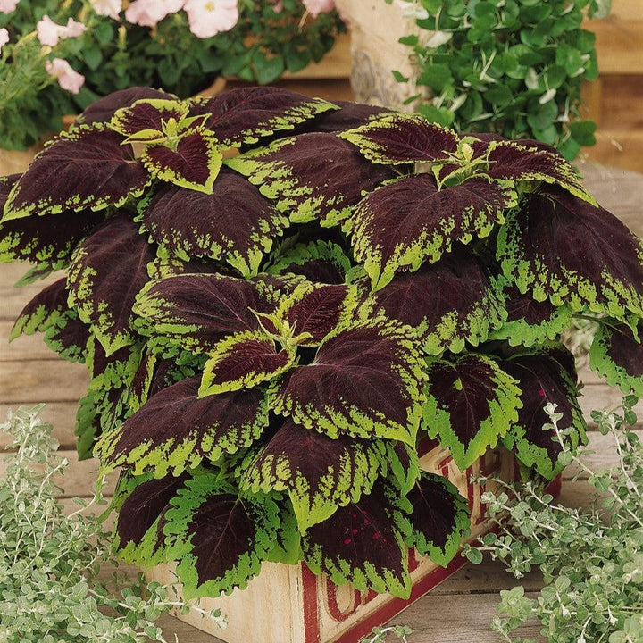 Solenostemon 'Kakegawa CE13' ~ Kong® Scarlet Coleus-ServeScape