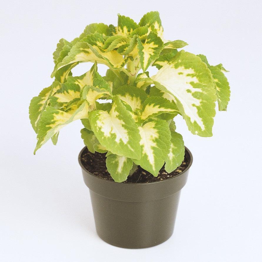 Solenostemon scutellarioides 'PAS2018' ~ Wizard® Jade Coleus-ServeScape