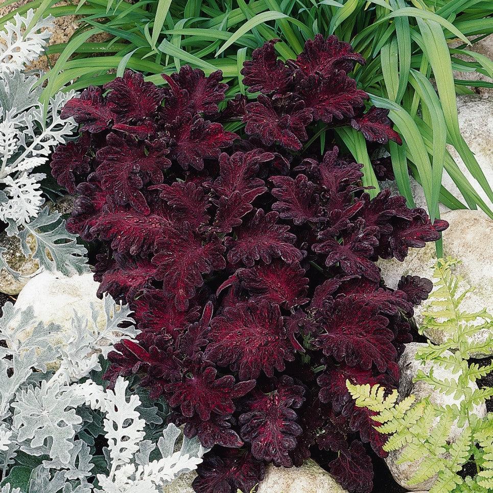 Solenostemon scutellarioides 'Black Dragon’ ~ Black Dragon Coleus-ServeScape