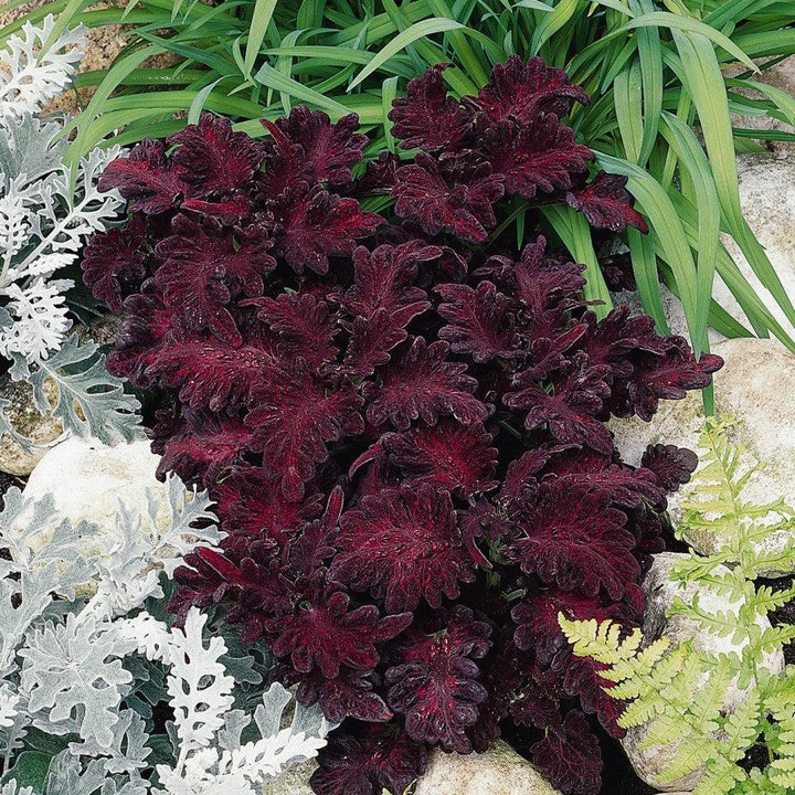 Solenostemon scutellarioides 'Black Dragon’ ~ Black Dragon Coleus-ServeScape