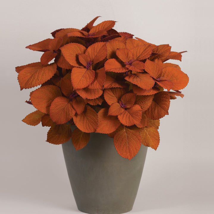 Solenostemon scutellarioides 'UF12-22-1’ ~ ChargedUp™ Campfire Coleus-ServeScape