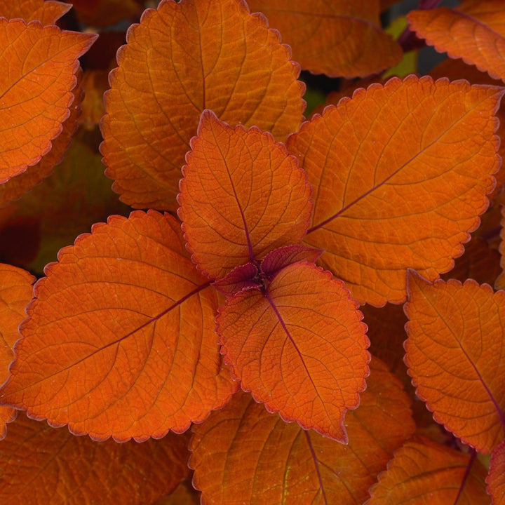 Solenostemon scutellarioides 'UF12-22-1’ ~ ChargedUp™ Campfire Coleus-ServeScape