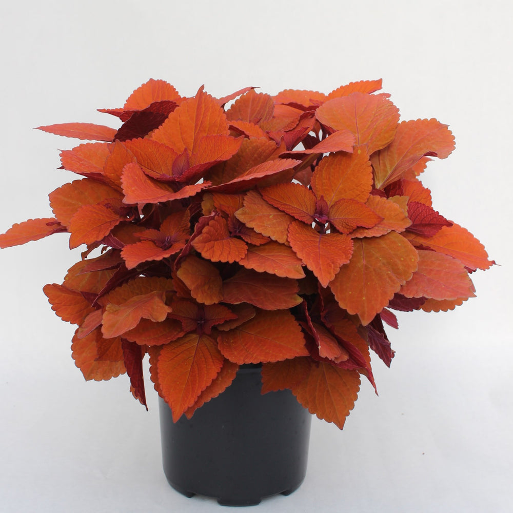 Solenostemon scutellarioides 'UF12-22-1’ ~ ChargedUp™ Campfire Coleus-ServeScape