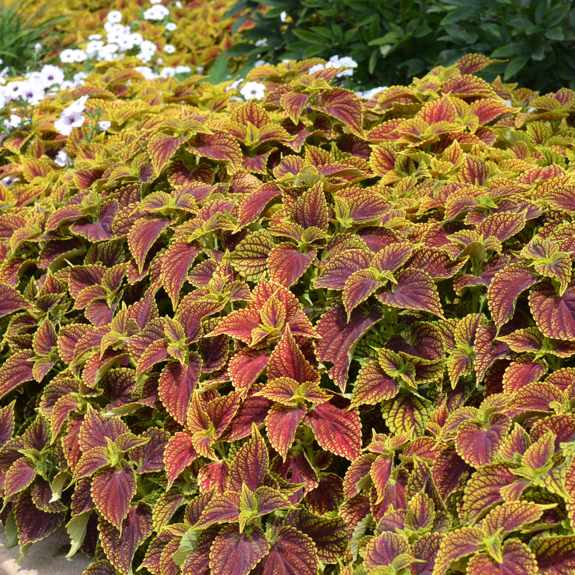 Solenostemon scutellarioides 'Balsolsauri’ ~ ChargedUp™ Coleosaurus Coleus-ServeScape