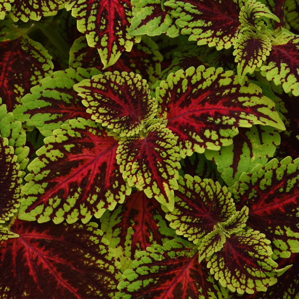 Solenostemon scutellarioides 'UF17-11-5’ ~ ChargedUp™ Dragon Heart Coleus-ServeScape