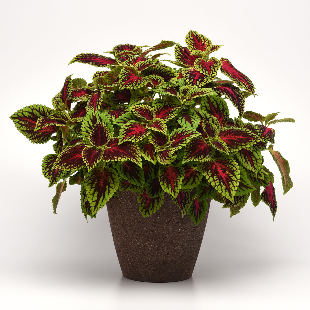 Solenostemon scutellarioides 'UF17-11-5’ ~ ChargedUp™ Dragon Heart Coleus-ServeScape