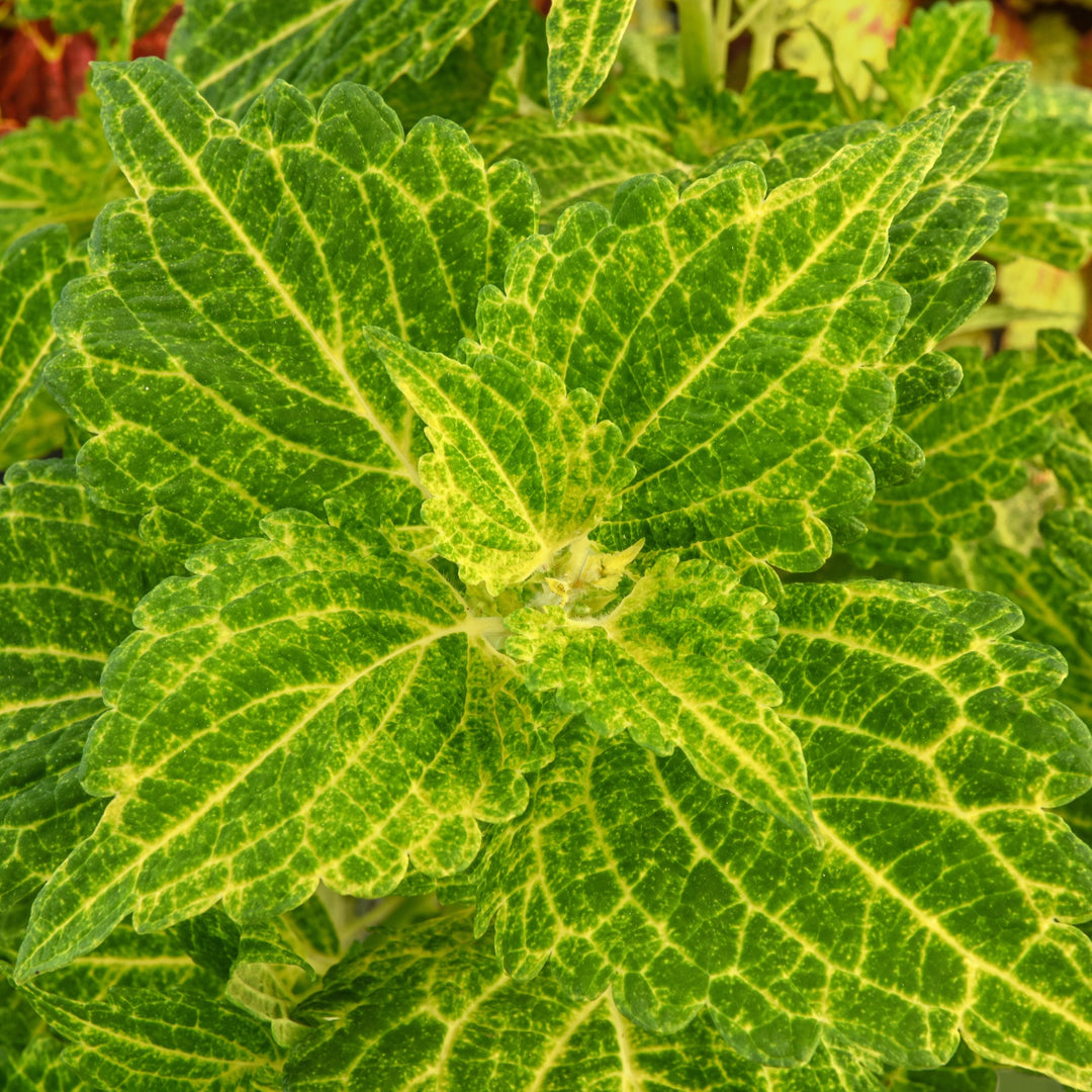 Solenostemon scutellarioides 'UF04335’ ~ ChargedUp™ Electric Lime® Coleus-ServeScape