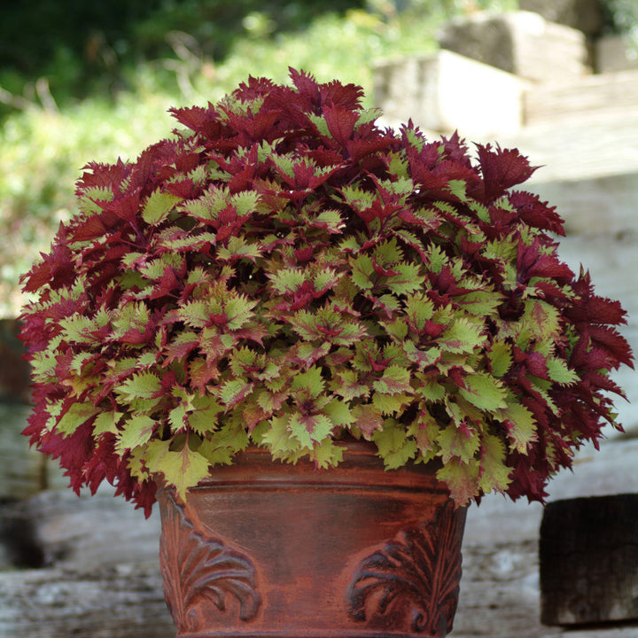 Solenostemon scutellarioides 'Balcenna’ ~ ChargedUp™ Henna Coleus-ServeScape