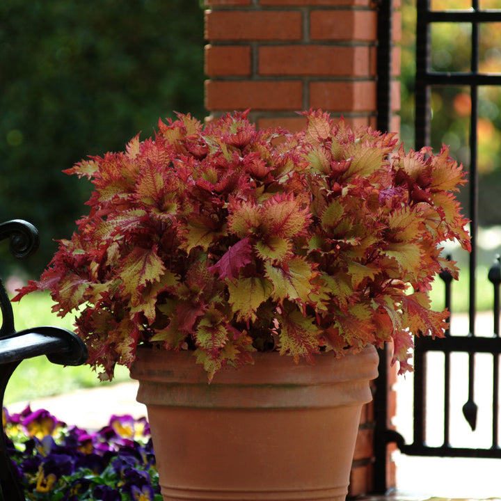 Solenostemon scutellarioides 'Balcenna’ ~ ChargedUp™ Henna Coleus-ServeScape