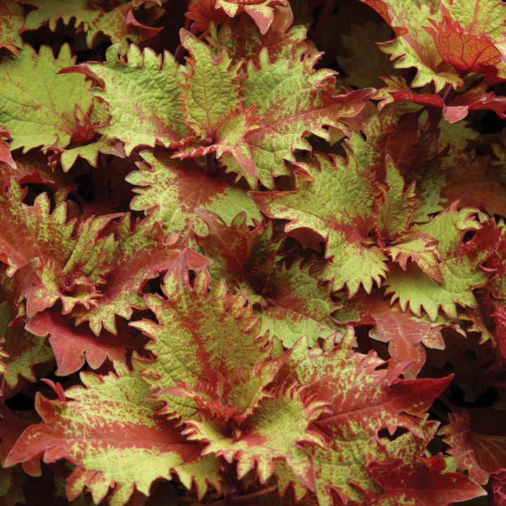 Solenostemon scutellarioides 'Balcenna’ ~ ChargedUp™ Henna Coleus-ServeScape