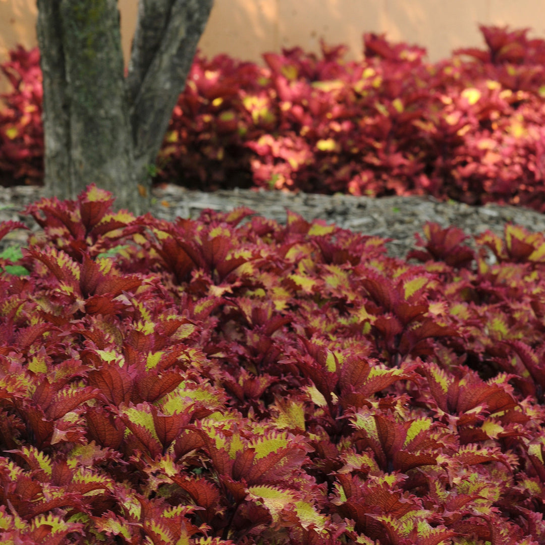 Solenostemon scutellarioides 'Balcenna’ ~ ChargedUp™ Henna Coleus-ServeScape