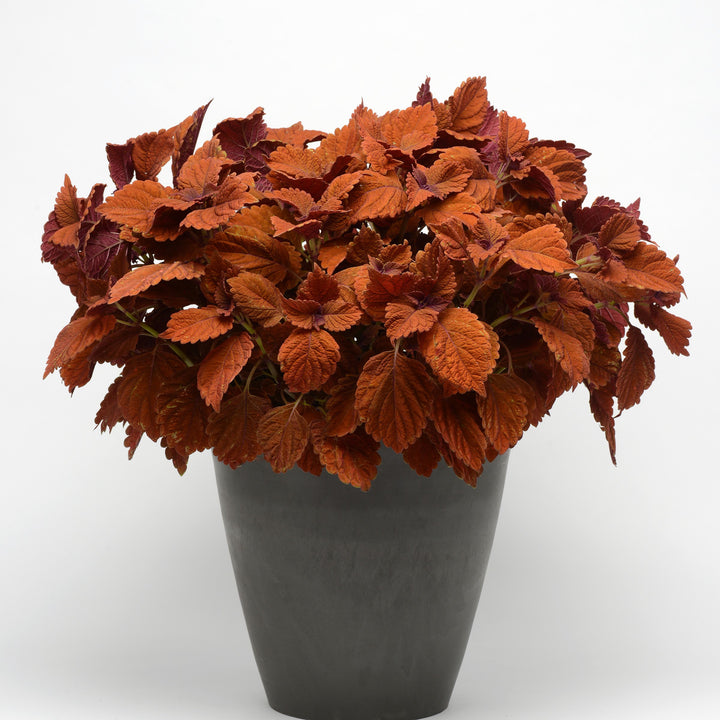 Solenostemon scutellarioides 'UF13-26-7’ ~ ChargedUp™ Inferno Coleus-ServeScape