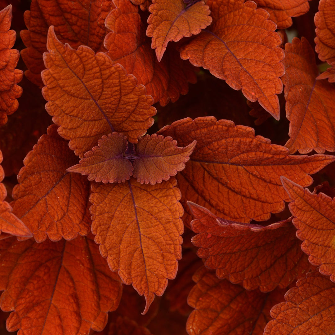 Solenostemon scutellarioides 'UF13-26-7’ ~ ChargedUp™ Inferno Coleus-ServeScape
