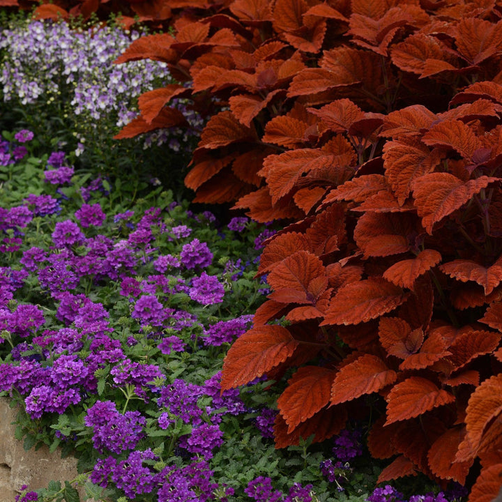 Solenostemon scutellarioides 'UF13-26-7’ ~ ChargedUp™ Inferno Coleus-ServeScape
