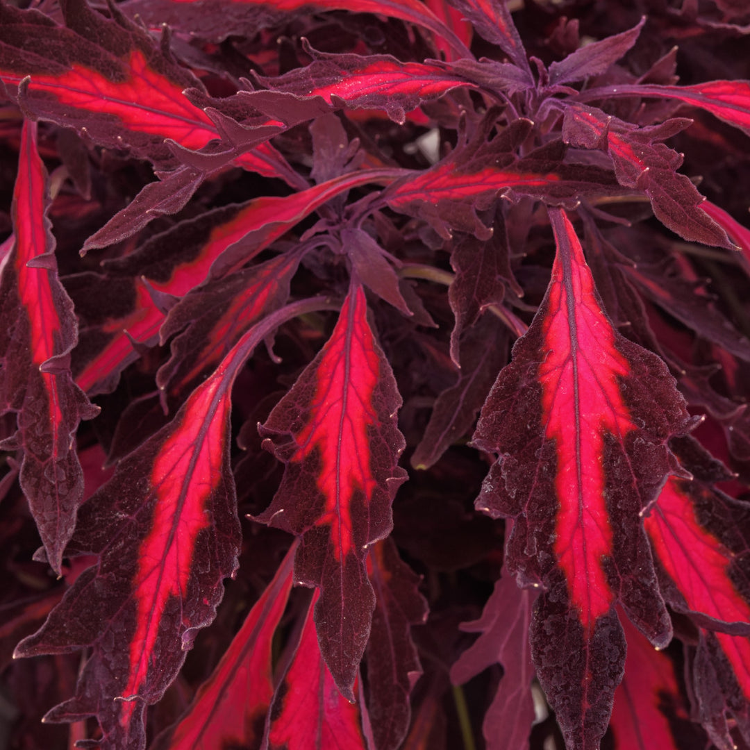 Solenostemon scutellarioides 'Balflamobin' ~ FlameThrower™ Adobo Pink Coleus-ServeScape