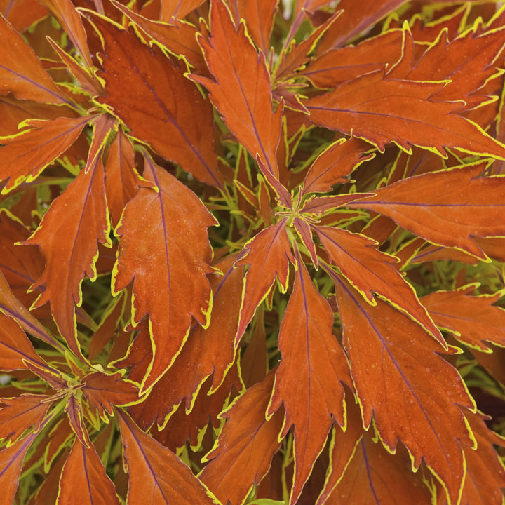 Solenostemon scutellarioides 'UF15-11-3' ~ FlameThrower™ Cajun Coleus-ServeScape