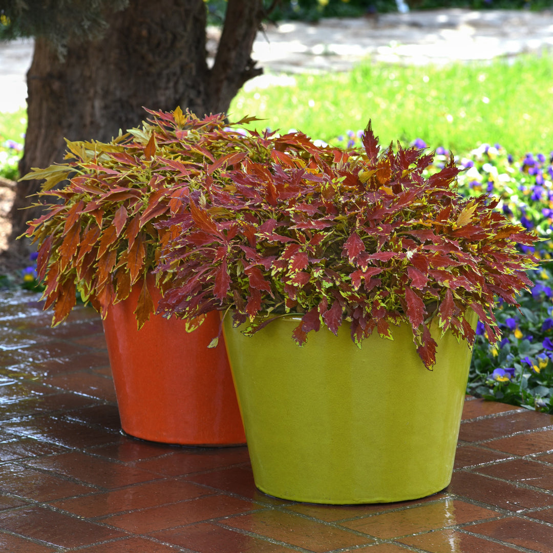 Solenostemon scutellarioides 'UF15-11-3' ~ FlameThrower™ Cajun Coleus-ServeScape