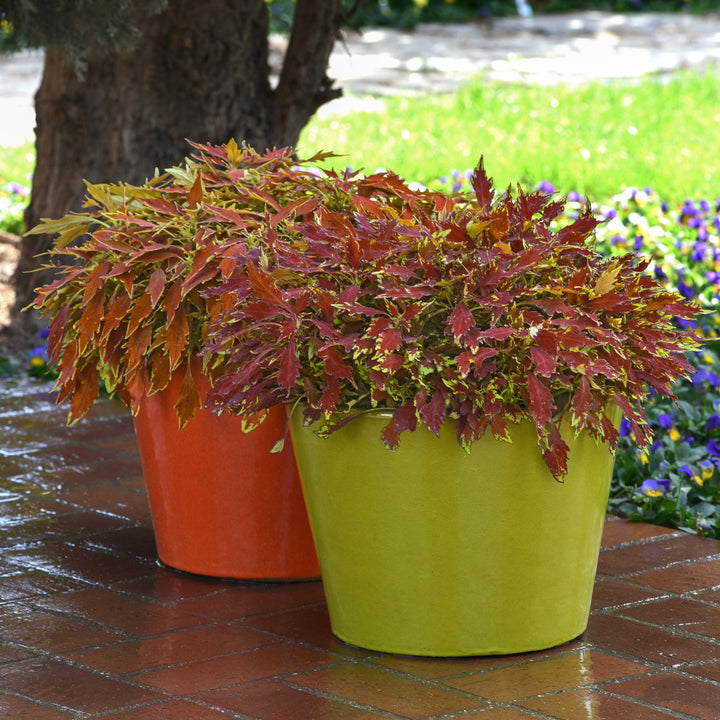 Solenostemon scutellarioides 'UF15-11-3' ~ FlameThrower™ Cajun Coleus-ServeScape