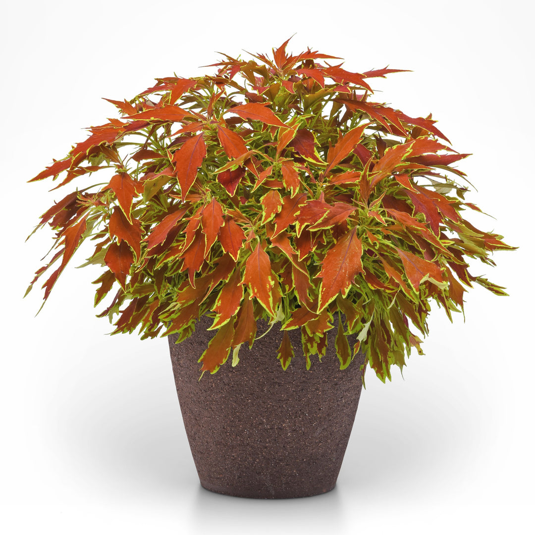 Solenostemon scutellarioides 'UF15-11-3' ~ FlameThrower™ Cajun Coleus-ServeScape