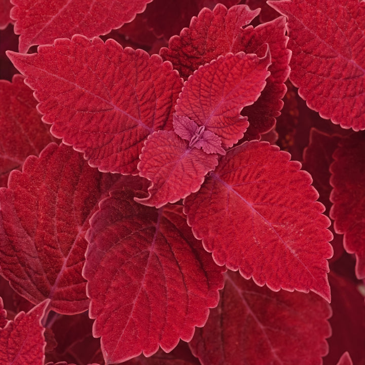 Solenostemon scutellarioides 'UF13-42-4' ~ Ignite™ Ruby Slipper Coleus-ServeScape