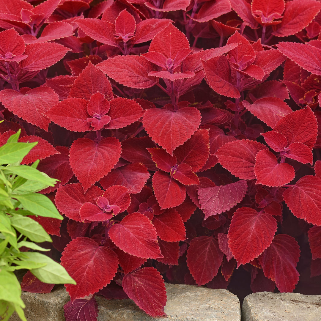 Solenostemon scutellarioides 'UF13-42-4' ~ Ignite™ Ruby Slipper Coleus-ServeScape