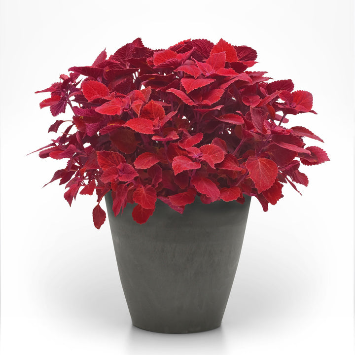 Solenostemon scutellarioides 'UF13-42-4' ~ Ignite™ Ruby Slipper Coleus-ServeScape