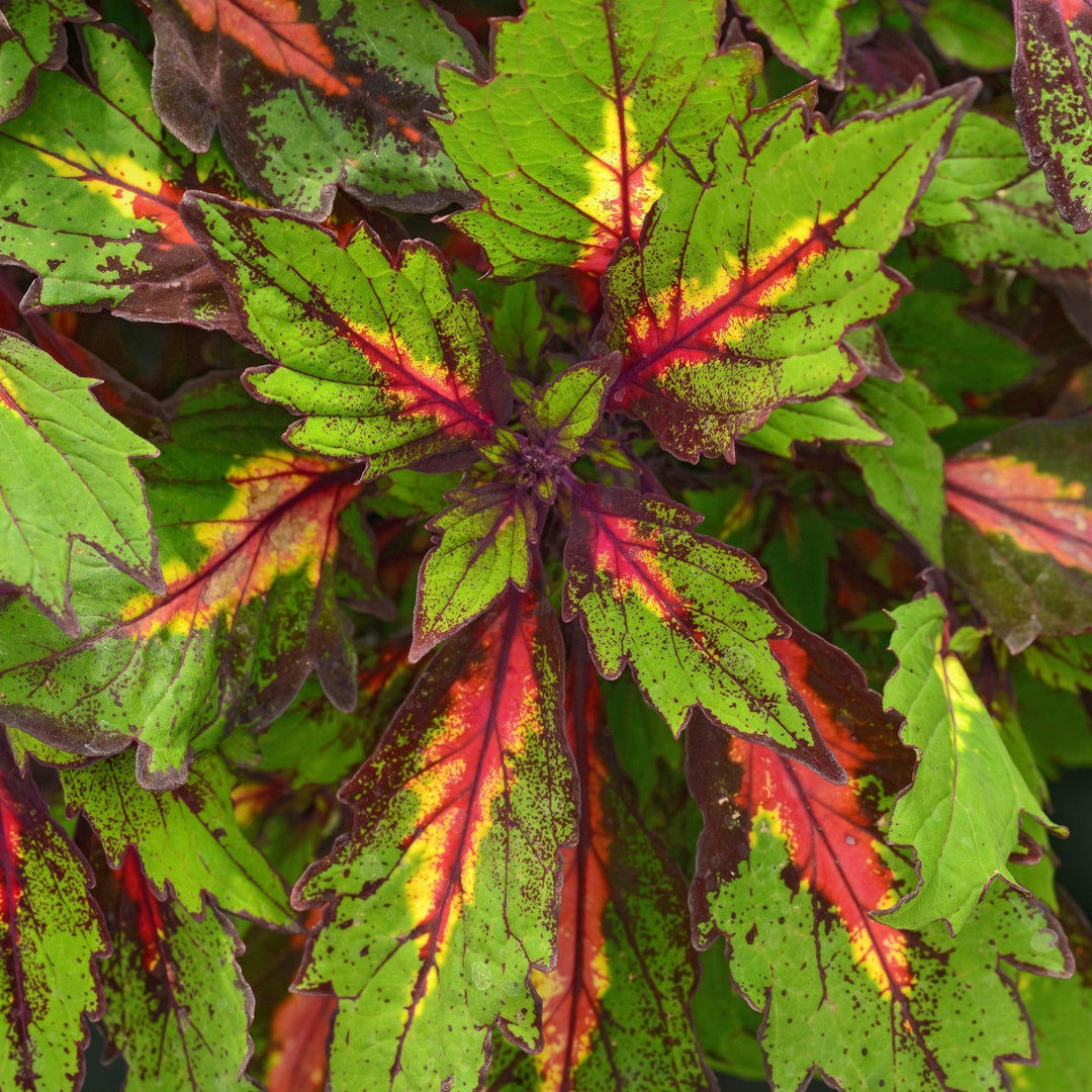 Solenostemon scutellarioides 'UF12-74-3' ~ Ignite™ Special Effects Coleus-ServeScape