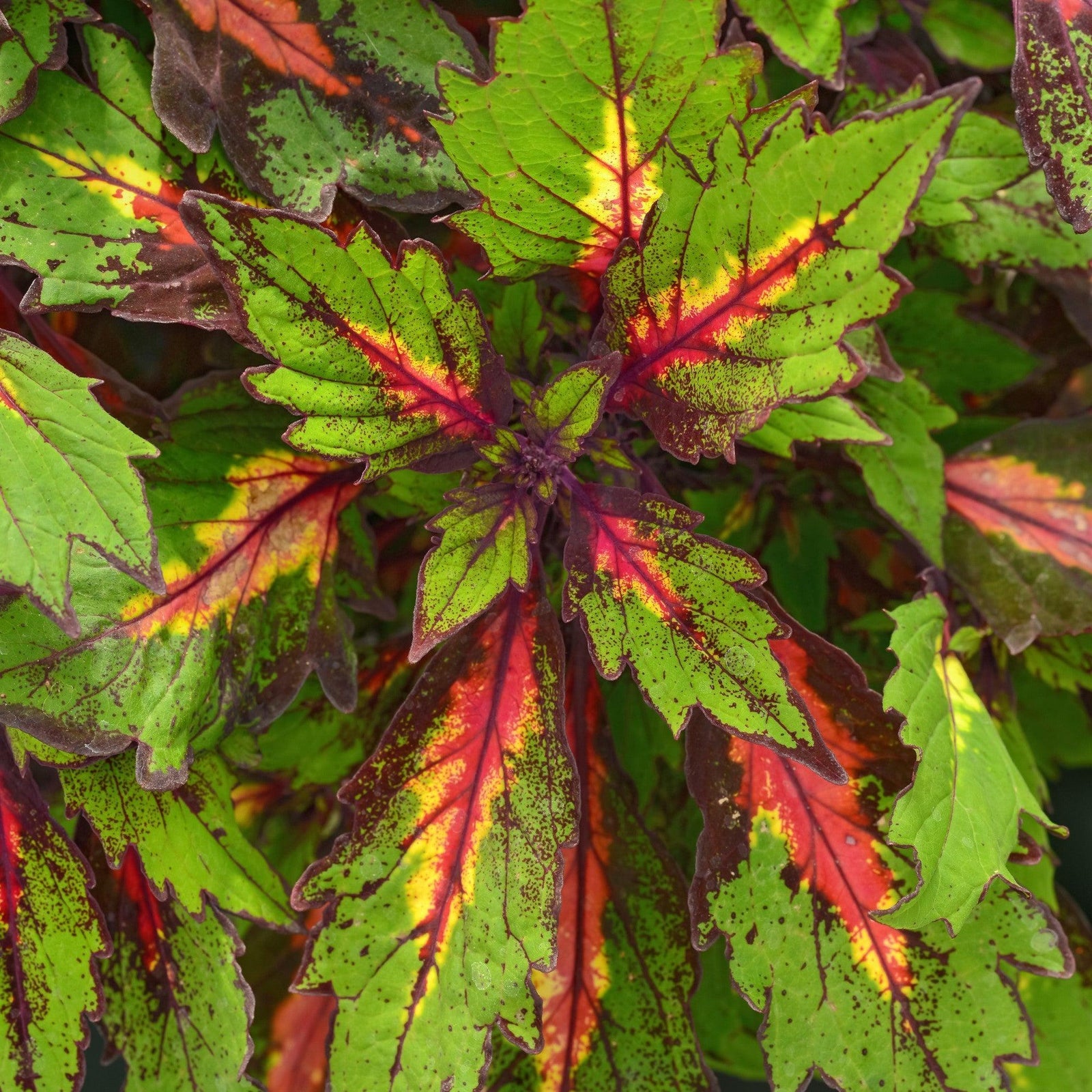 Solenostemon scutellarioides 'UF12-74-3' ~ Ignite™ Special Effects Coleus-ServeScape