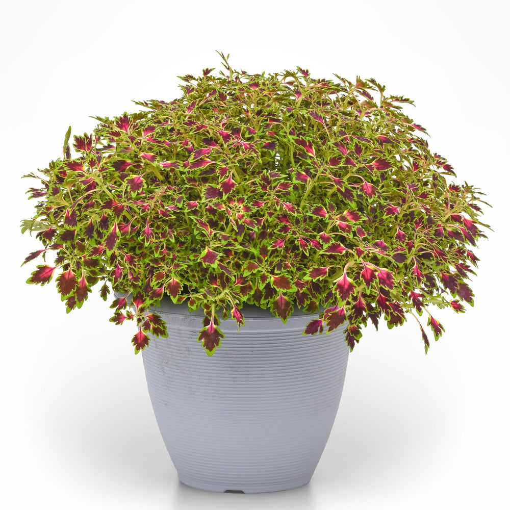 Solenostemon scutellarioides 'Balmazmick' ~ MicroBlaze™ Matchsticks Coleus-ServeScape