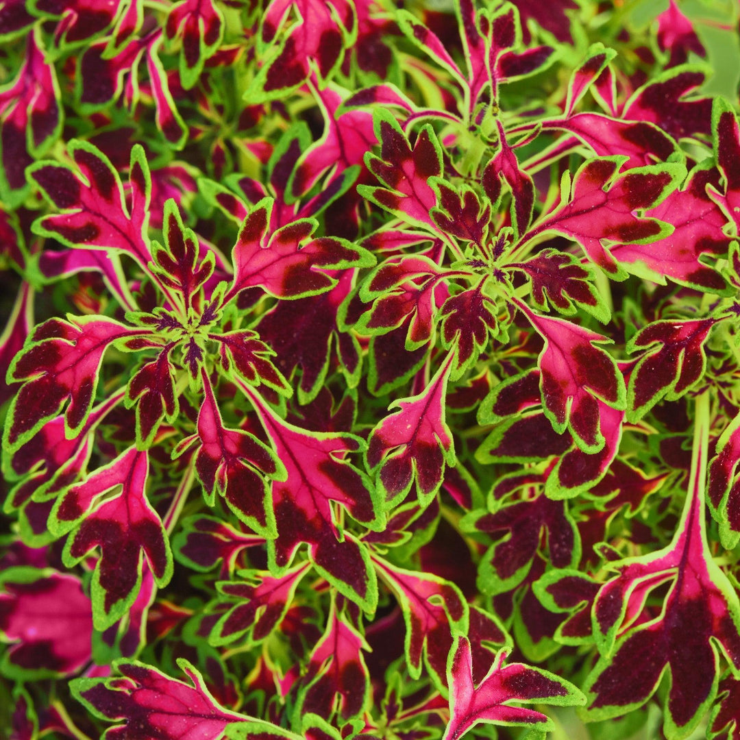 Solenostemon scutellarioides 'Balmazmick' ~ MicroBlaze™ Matchsticks Coleus-ServeScape