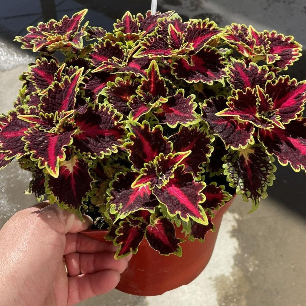 Solenostemon scutellarioides 'TerraScape Queen' ~ TerraScape Queen Coleus-ServeScape