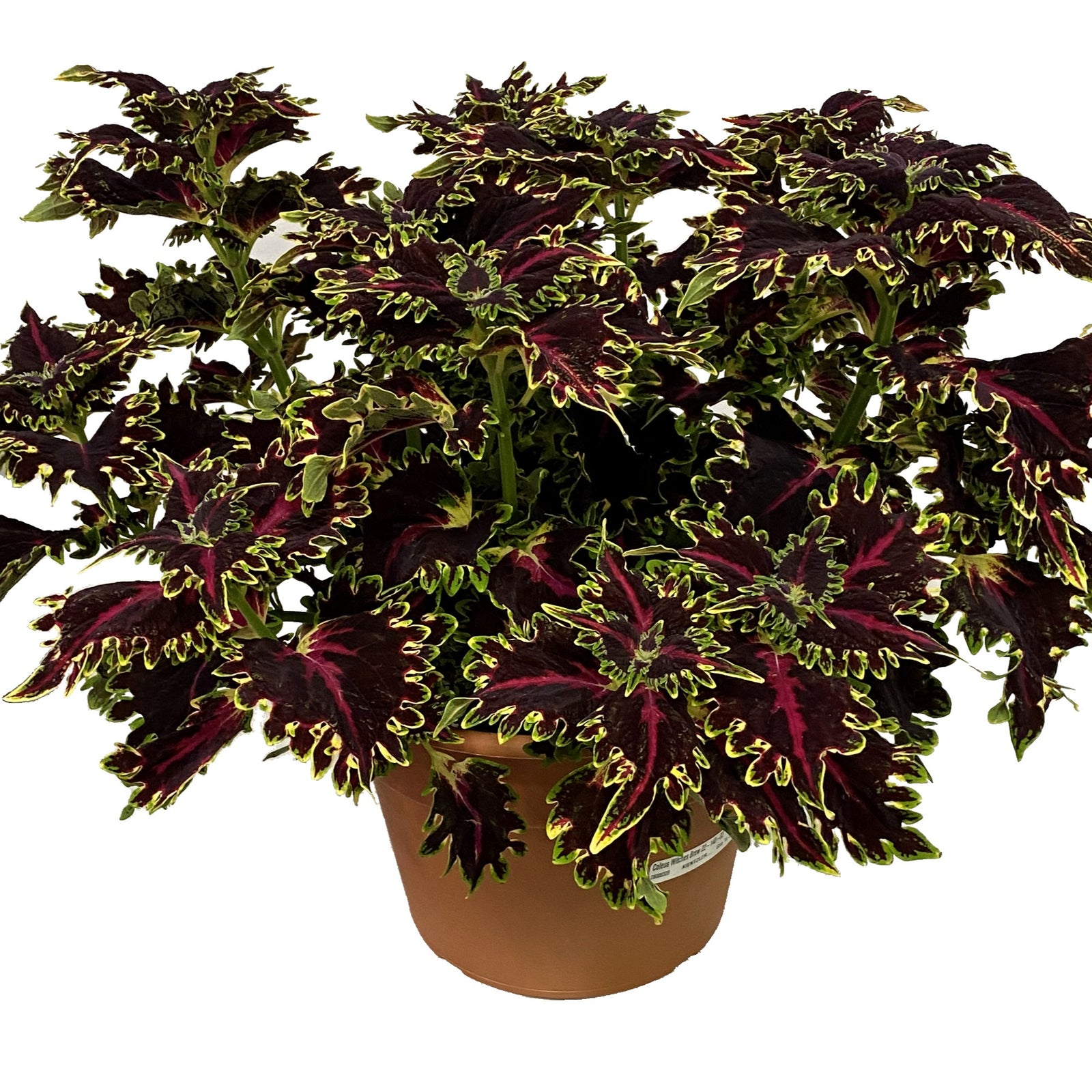 Solenostemon scutellarioides 'TerraScape Queen' ~ TerraScape Queen Coleus-ServeScape