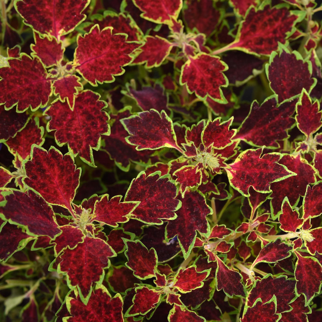 Solenostemon scutellarioides 'Baltazlord' ~ TrailBlazer™ Glory Road Coleus-ServeScape
