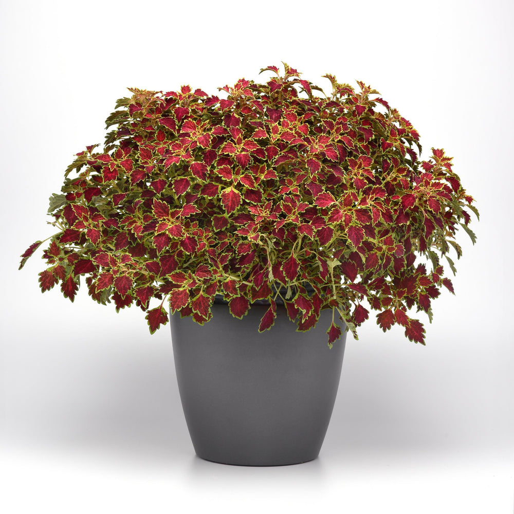 Solenostemon scutellarioides 'Baltazlord' ~ TrailBlazer™ Glory Road Coleus-ServeScape