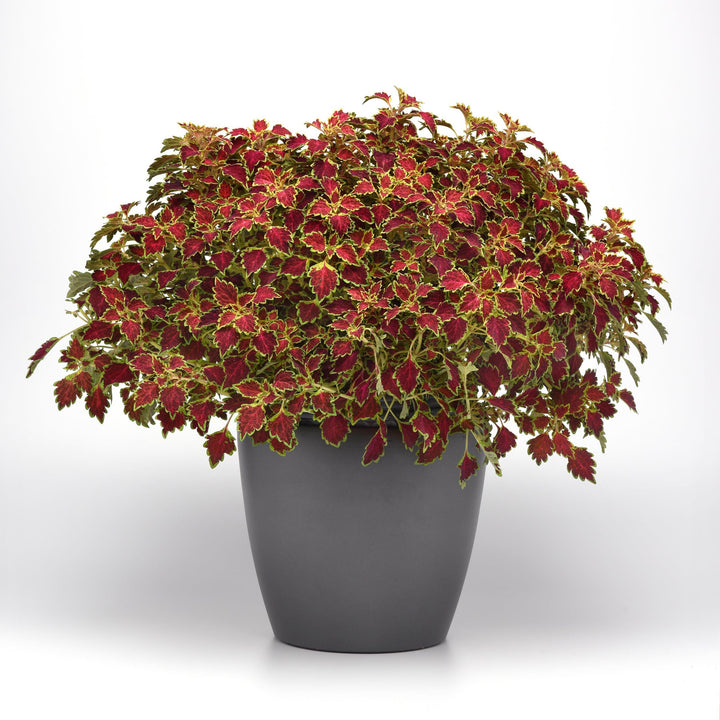 Solenostemon scutellarioides 'Baltazlord' ~ TrailBlazer™ Glory Road Coleus-ServeScape