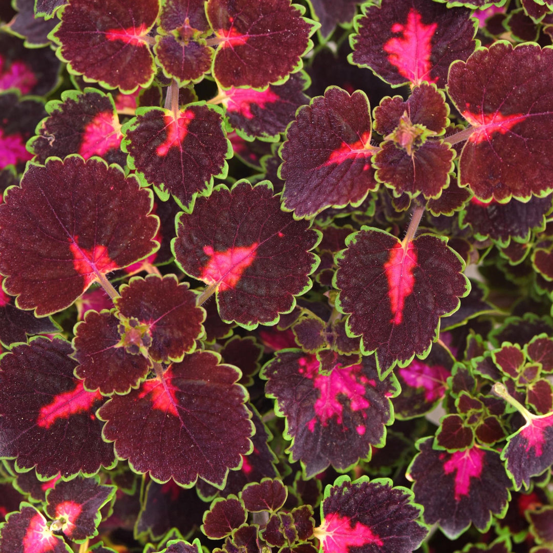 Solenostemon scutellarioides 'Baltazrip' ~ TrailBlazer™ Road Trip Coleus-ServeScape