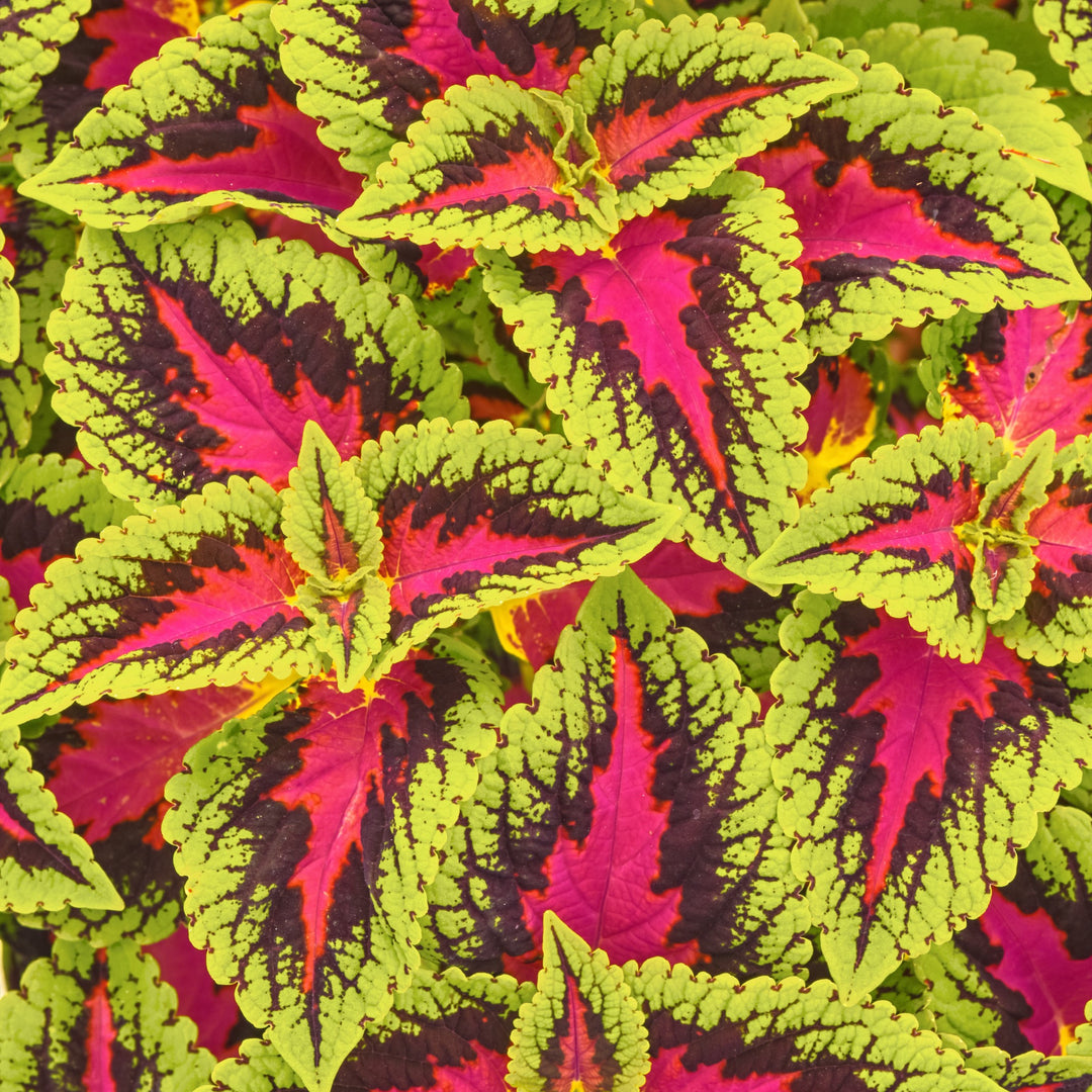 Solenostemon scutellarioides ‘Balvolfrenq’ ~ Volcanica™ French Quarter Coleus-ServeScape