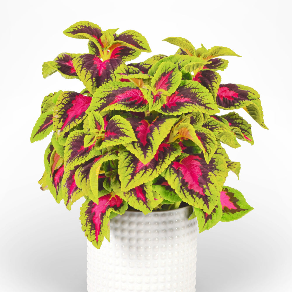 Solenostemon scutellarioides ‘Balvolfrenq’ ~ Volcanica™ French Quarter Coleus-ServeScape