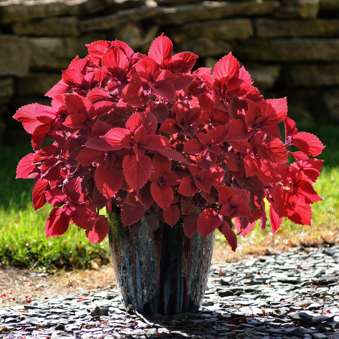 Solenostemon scutellarioides 'UF0646' ~ Volcanica™ Redhead Coleus-ServeScape