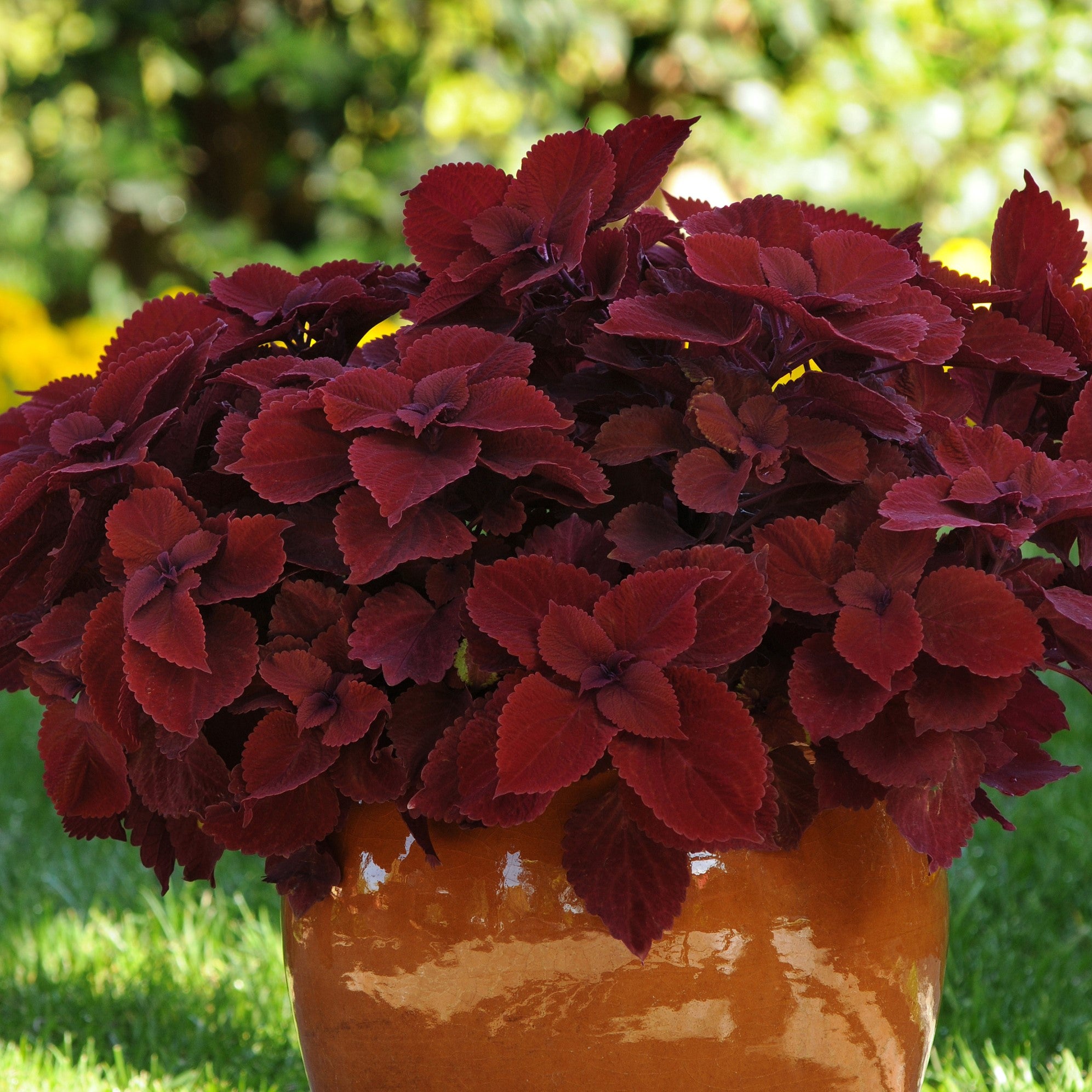 Solenostemon scutellarioides 'UF0646' ~ Volcanica™ Redhead Coleus-ServeScape
