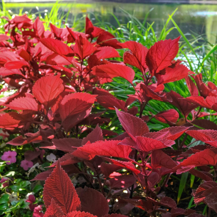 Solenostemon scutellarioides 'UF0646' ~ Volcanica™ Redhead Coleus-ServeScape