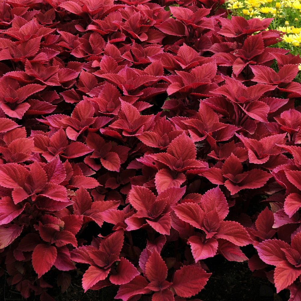 Solenostemon scutellarioides 'UF0646' ~ Volcanica™ Redhead Coleus-ServeScape