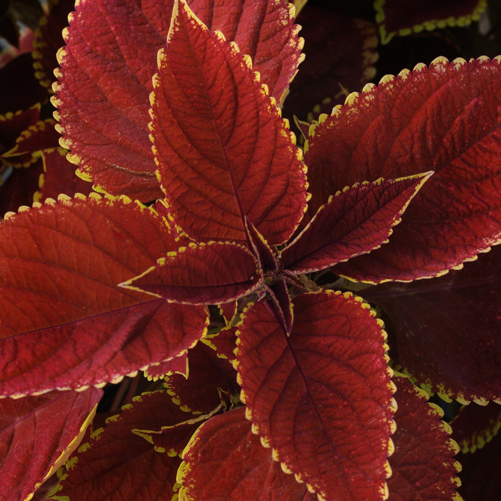 Solenostemon scutellarioides 'UF06419' ~ Volcanica™ Trusty Rusty Coleus-ServeScape
