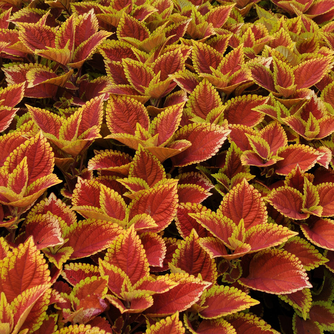 Solenostemon scutellarioides 'UF06419' ~ Volcanica™ Trusty Rusty Coleus-ServeScape
