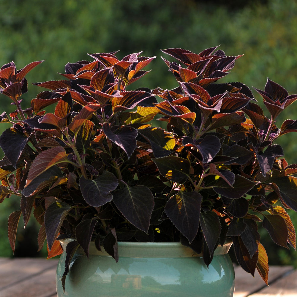 Solenostemon scutellarioides 'Balcovino' ~ Volcanica™ Vino Coleus-ServeScape