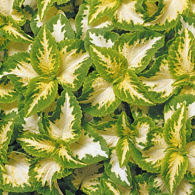 Solenostemon scutellarioides 'PAS2018' ~ Wizard® Jade Coleus-ServeScape